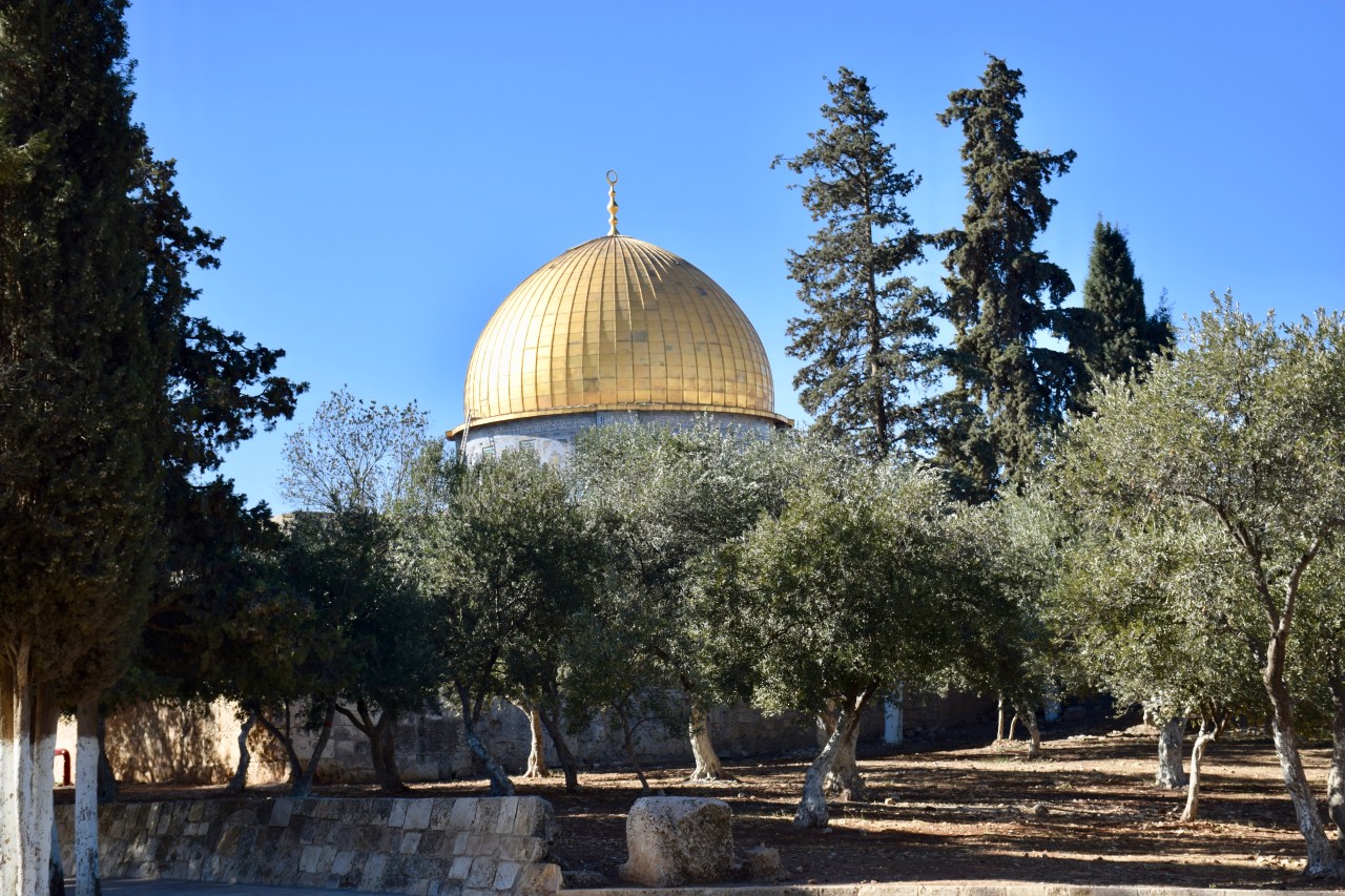 Olive Trees on Temple Mount
